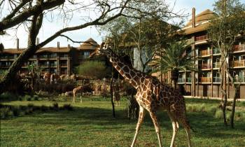 a giraffe standing in front of a building
