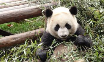 a panda bear sitting in the grass