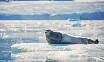 a small animal in a body of water