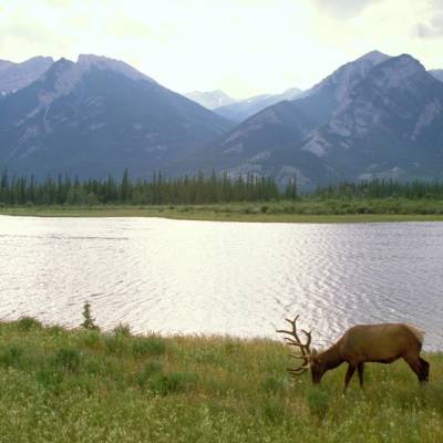Elk, Canadian Rockies, Jasper National Park, Alberta
