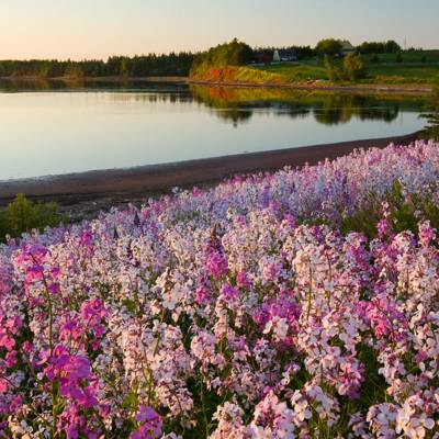 Lupins, Prince Edward Island