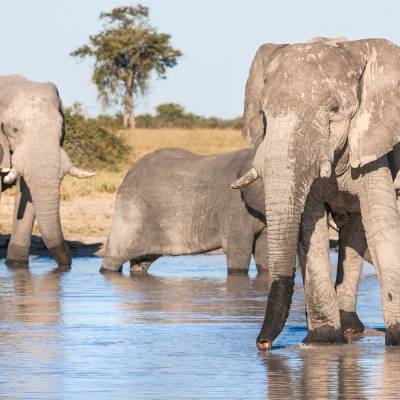 Elephants at a watering hole in Botswana