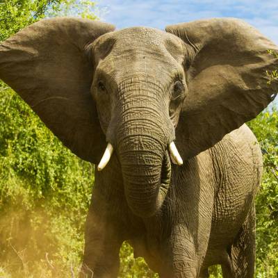 Elephant in Zimbabwe