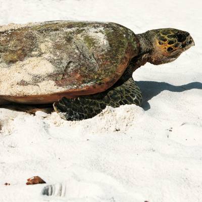Turtle