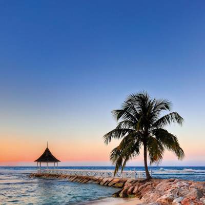 a group of palm trees on a beach near a body of water