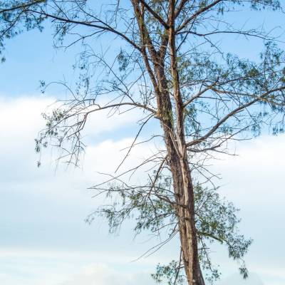 a large tree