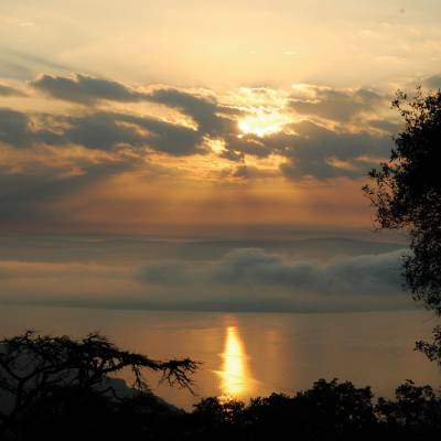 a tree with a sunset in the sky