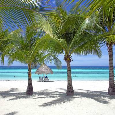 a group of palm trees next to a body of water