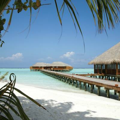 a wooden bench next to a palm tree on a beach