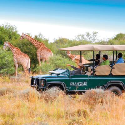 a group of giraffe standing next to a green field
