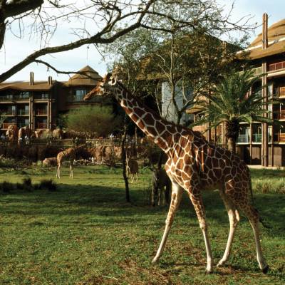 a giraffe standing in front of a building