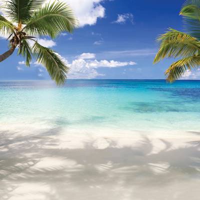 a beach with palm trees and a body of water