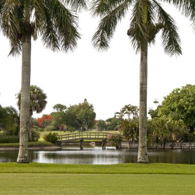 a group of palm trees next to a tree