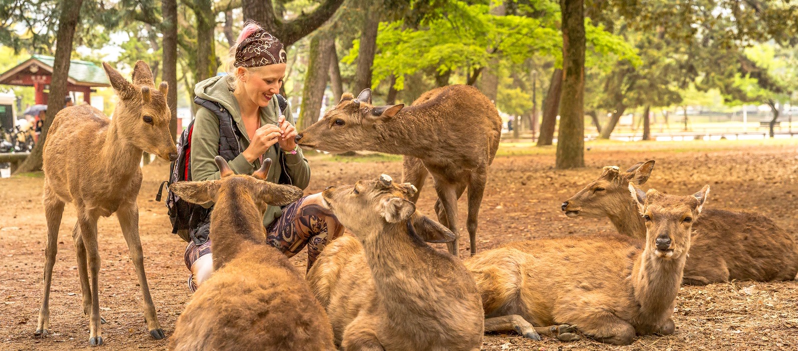 Smiling tourist woman surrounded by hungry deer in Nara town of Japan. Female traveler feeding wild animals on the grass park of Nara.Tourism in Japan concept.Unesco Heritage Smiling tourist woman surrounded by hungry deer in Nara town of Japan. Female traveler feeding wild animals on the grass park of Nara.Tourism in Japan concept.Unesco Heritage
