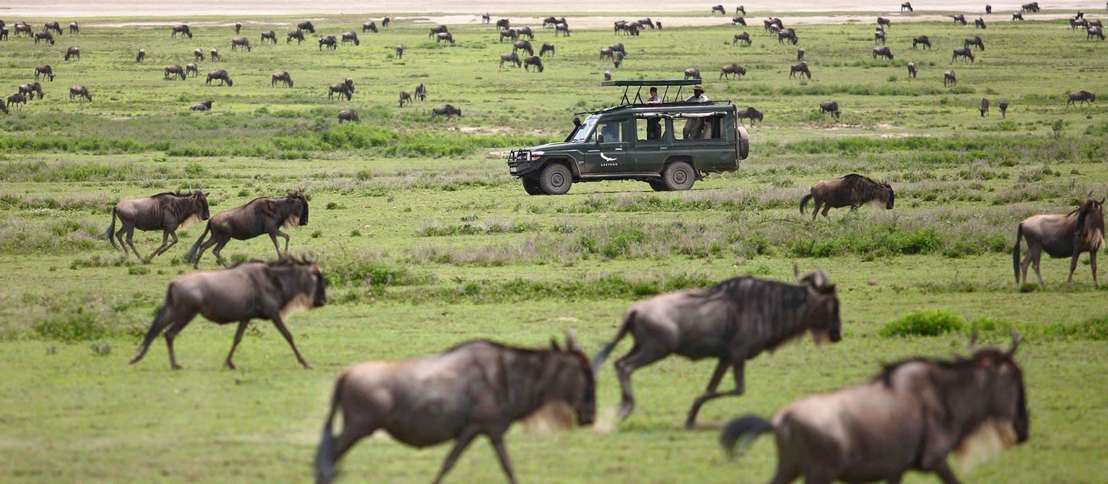 The Great Migration in Tanzania The Great Migration in Tanzania Travel
