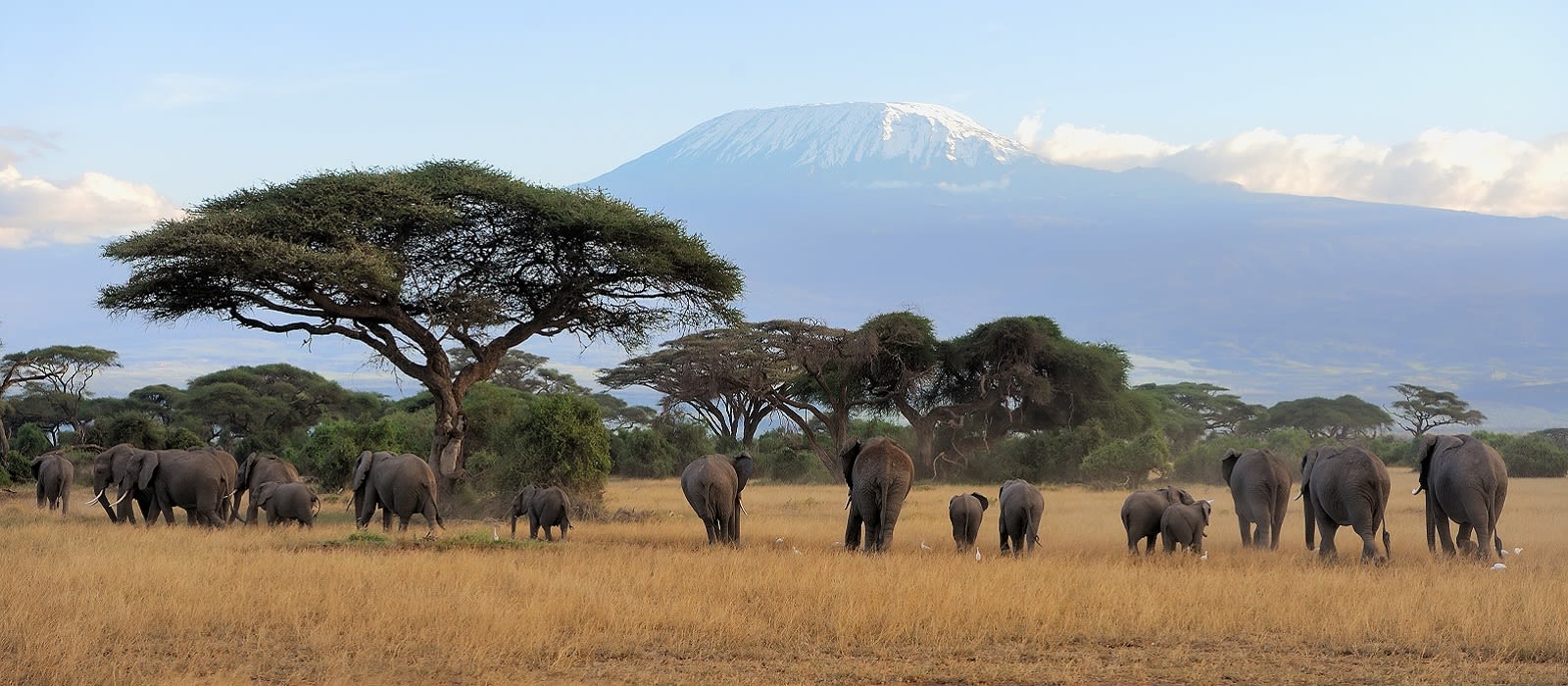 Enchanting Travels - Tanzania Tours - West Kilimanjaro - Elephant with Mount Kilimanjaro in the background Enchanting Travels - Tanzania Tours - West Kilimanjaro - Elephant with Mount Kilimanjaro in the background