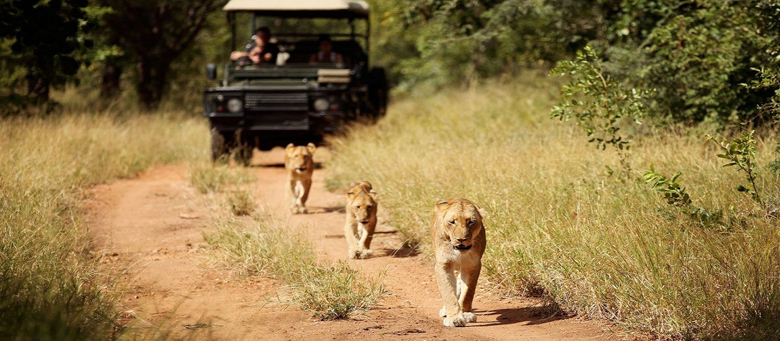 Kruger: The Best South Africa Safari Adventures  Enchanting Travels
