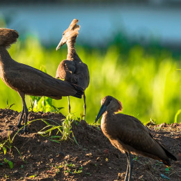 Hammerkops near a maizefield in Blantyre, Malawi, Africa