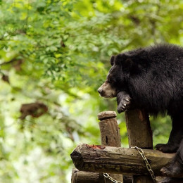 asia-laos-xe-pian-national-park-black-bear