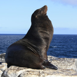 Things to do in South America