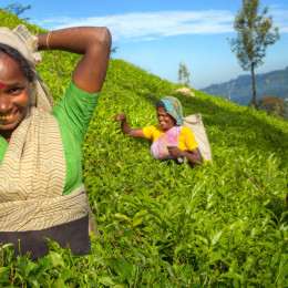 Tea plantations in Sri Lanka