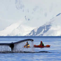 Humpback whale tail with a kayak in the background, Antarctica vacation - Things to do in Antarctica