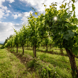 View of famous wine region Goriska Brda hills in Slovenia.