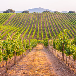 Weinreben im Alentejo in Portugal