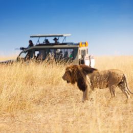 Lion in front of safari car
