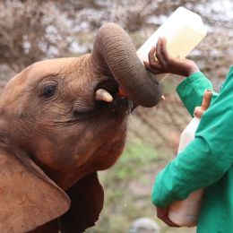 David Sheldrick Elephant Orphanage in Nairobi, Kenya