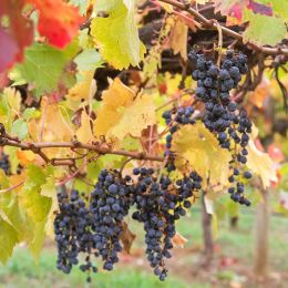Wine grapes growing on limestone coast, Coonawarra winery, Australia