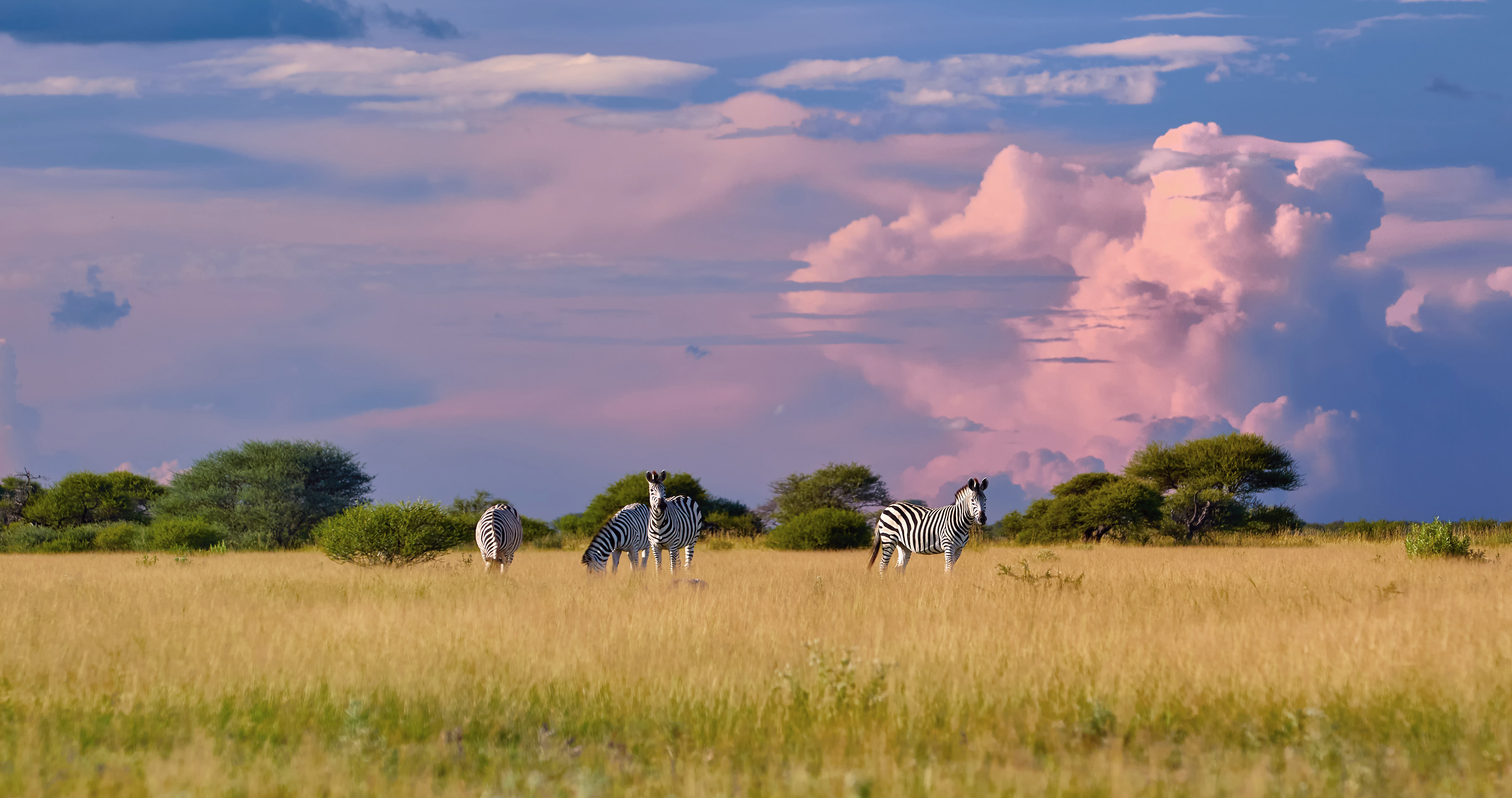 Enchanting-Travels-Africa-Botswana-6 Herd of Plains zebra, Equus quagga, standing in the lush savanna, , Nxai Pan, Botswana, Africa