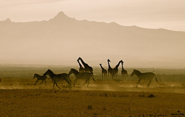 Zebras und Giraffen vor dem Mount Kenya in Afrika