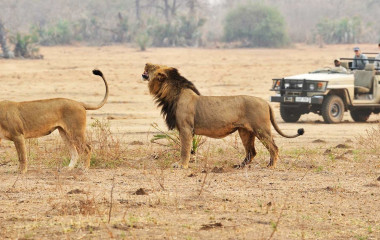 Lions in Kafue, Zambia