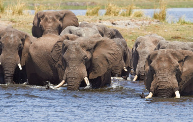 Highlight on Botswana Safaris: Elephants in the Chobe National Park