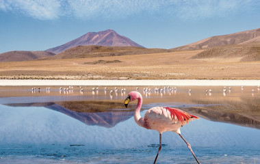 Planschender Flamingo
