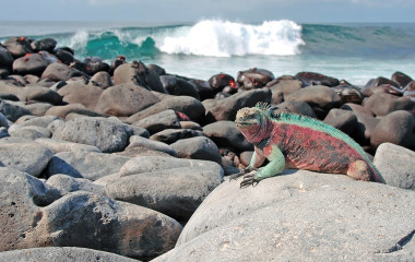 Eine Meerechse liegt auf den Felsen an der Küste der Galapagos-Inseln, Ecuador