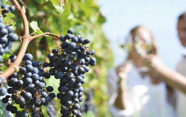 Weinreisen in Chile