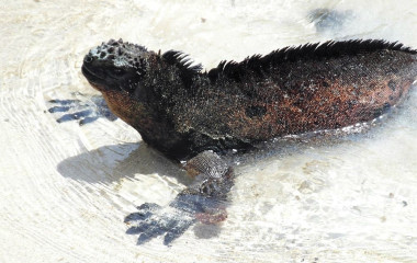 Meerechse am Strand der Galapagos-Inseln
