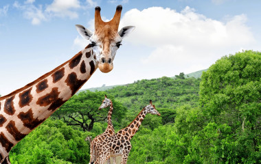 Giraffe blickt in die Kamera