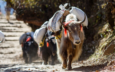 Asia Tours Yaks carrying weight in Nepal Asia