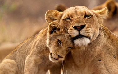 Lions Kruger South Africa Tour