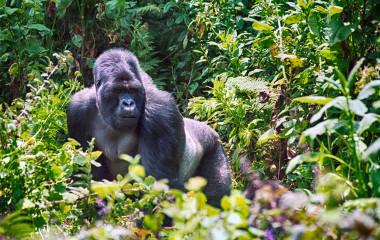 Mountain-gorilla,-Volcano-National-Park-Rwanda-Africa-Enchanting-Travels