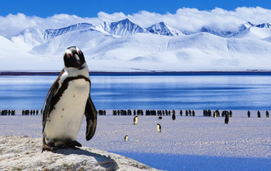 Enchanting Travels Antarctica Tours Penguin