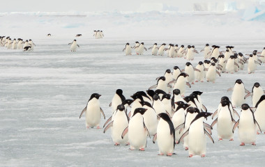 Enchanting Travels Antarctica Tours Annual migration of Adélie penguins
