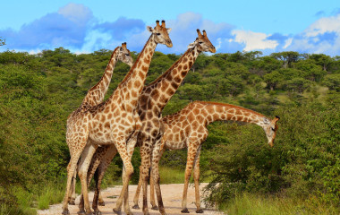Africa's gentle giants.
