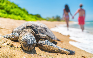 Hawaii sea turtle nesting on beach where tourists walking in background on vacation holiday travel.