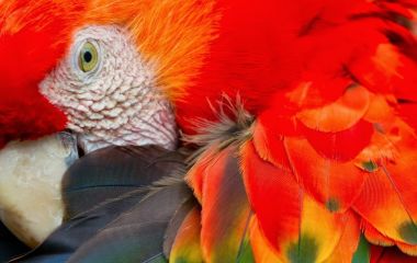 Scarlet Macaw, Amazon Peru Bolivia And Brazil, South America