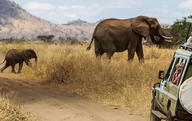 Wildlife Safari