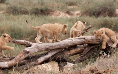 Enchanting Travels - South Africa Tours - Kruger South - Mala Mala Main Camp - Cubs playing
